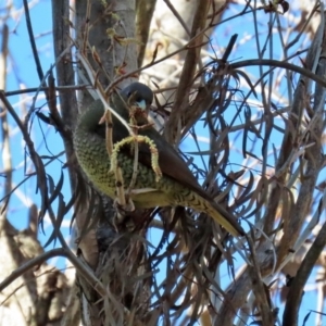 Ptilonorhynchus violaceus at Molonglo Valley, ACT - 24 Aug 2020