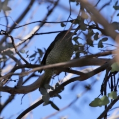 Ptilonorhynchus violaceus at Molonglo Valley, ACT - 24 Aug 2020