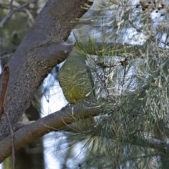 Ptilonorhynchus violaceus at Molonglo Valley, ACT - 24 Aug 2020