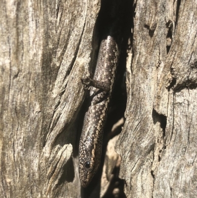 Cryptoblepharus pannosus (Ragged Snake-eyed Skink) at Albury - 24 Aug 2020 by Damian Michael