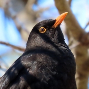 Turdus merula at Molonglo Valley, ACT - 24 Aug 2020