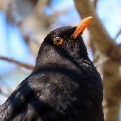 Turdus merula (Eurasian Blackbird) at Molonglo Valley, ACT - 24 Aug 2020 by RodDeb