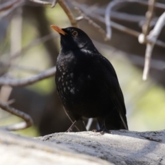 Turdus merula at Molonglo Valley, ACT - 24 Aug 2020