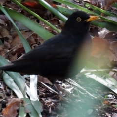 Turdus merula at Molonglo Valley, ACT - 24 Aug 2020