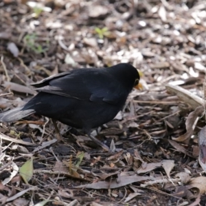 Turdus merula at Molonglo Valley, ACT - 24 Aug 2020