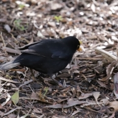 Turdus merula at Molonglo Valley, ACT - 24 Aug 2020