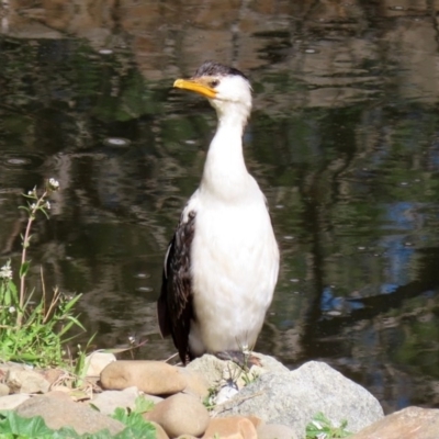 Microcarbo melanoleucos (Little Pied Cormorant) at Molonglo Valley, ACT - 24 Aug 2020 by RodDeb