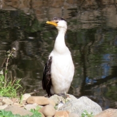 Microcarbo melanoleucos (Little Pied Cormorant) at Molonglo Valley, ACT - 24 Aug 2020 by RodDeb
