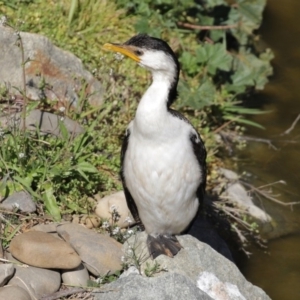 Microcarbo melanoleucos at Molonglo Valley, ACT - 24 Aug 2020