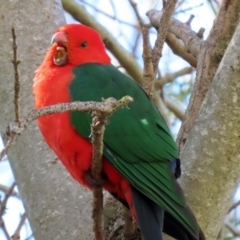 Alisterus scapularis (Australian King-Parrot) at Molonglo Valley, ACT - 24 Aug 2020 by RodDeb