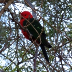 Alisterus scapularis at Molonglo Valley, ACT - 24 Aug 2020