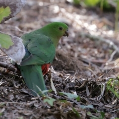 Alisterus scapularis at Molonglo Valley, ACT - 24 Aug 2020