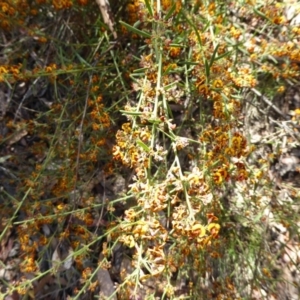 Daviesia leptophylla at Wee Jasper, NSW - 1 Nov 2017