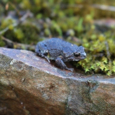 Pseudophryne bibronii (Brown Toadlet) at Nail Can Hill - 25 Apr 2017 by Damian Michael