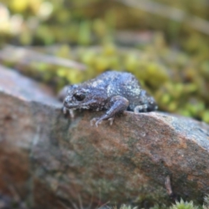 Pseudophryne bibronii at West Albury, NSW - 25 Apr 2017