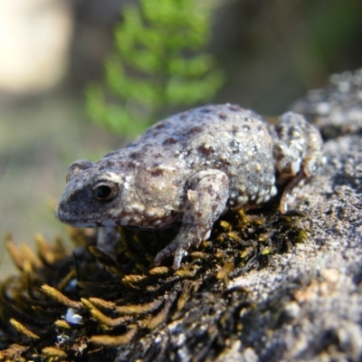 Pseudophryne bibronii (Bibron's Toadlet) at Albury - 7 Apr 2009 by DamianMichael