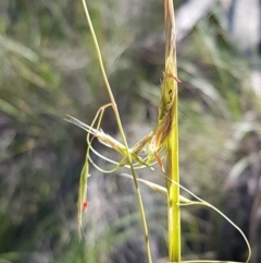 Rytidosperma pallidum (Red-anther Wallaby Grass) at Acton, ACT - 25 Aug 2020 by trevorpreston