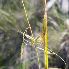 Rytidosperma pallidum (Red-anther Wallaby Grass) at Acton, ACT - 25 Aug 2020 by tpreston