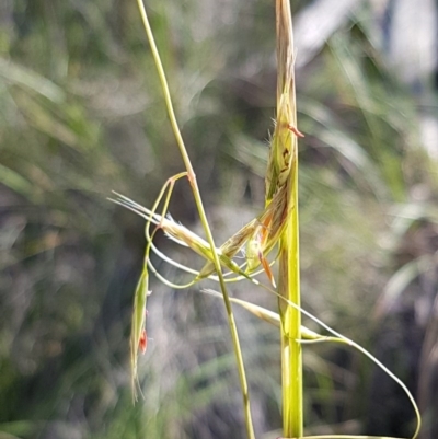 Rytidosperma pallidum (Red-anther Wallaby Grass) at Black Mountain - 25 Aug 2020 by trevorpreston