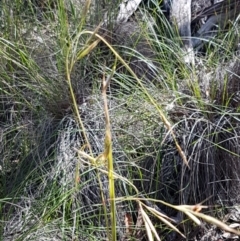 Rytidosperma pallidum at Acton, ACT - 25 Aug 2020 12:42 PM