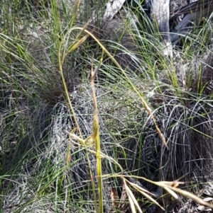 Rytidosperma pallidum at Acton, ACT - 25 Aug 2020 12:42 PM