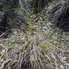 Rytidosperma pallidum at Acton, ACT - 25 Aug 2020 12:42 PM