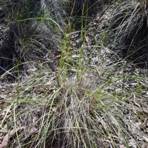 Rytidosperma pallidum at Acton, ACT - 25 Aug 2020