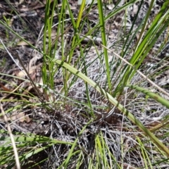 Rytidosperma pallidum at Acton, ACT - 25 Aug 2020 12:42 PM