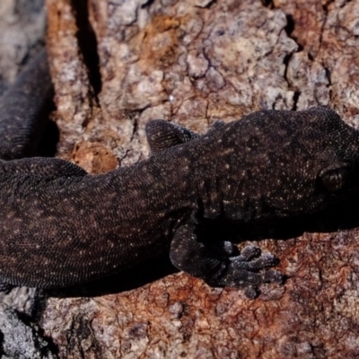 Christinus marmoratus (Southern Marbled Gecko) at Kama - 24 Aug 2020 by Kurt