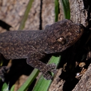 Christinus marmoratus at Molonglo River Reserve - 24 Aug 2020