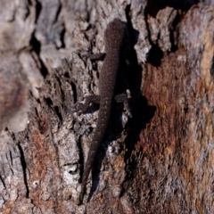 Christinus marmoratus at Molonglo River Reserve - 24 Aug 2020