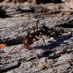 Papyrius nitidus (Shining Coconut Ant) at Molonglo River Reserve - 24 Aug 2020 by Kurt