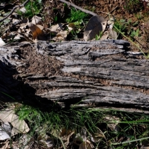 Papyrius nitidus at Molonglo River Reserve - 24 Aug 2020