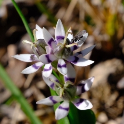 Wurmbea dioica subsp. dioica (Early Nancy) at Kama - 24 Aug 2020 by Kurt