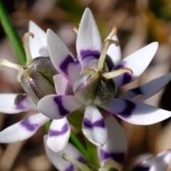 Wurmbea dioica subsp. dioica at Molonglo River Reserve - 24 Aug 2020