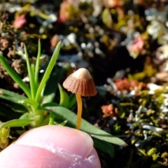 Mycena albidofusca at Molonglo River Reserve - 24 Aug 2020 by Kurt