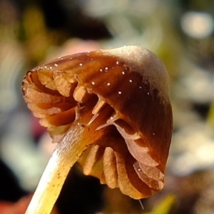 Mycena albidofusca at Molonglo River Reserve - 24 Aug 2020