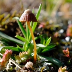 Mycena albidofusca at Molonglo River Reserve - 24 Aug 2020