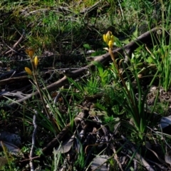 Bulbine bulbosa (Golden Lily, Bulbine Lily) at Holt, ACT - 24 Aug 2020 by Kurt