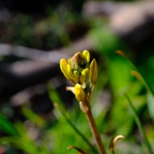 Bulbine bulbosa at Molonglo River Reserve - 24 Aug 2020