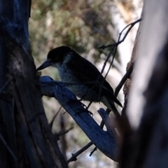 Cracticus torquatus (Grey Butcherbird) at Kama - 24 Aug 2020 by Kurt