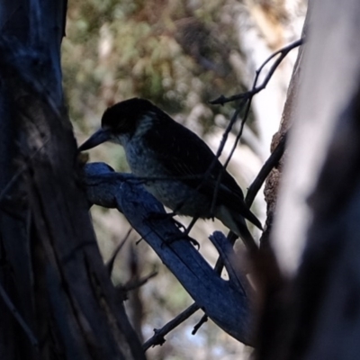 Cracticus torquatus (Grey Butcherbird) at Molonglo River Reserve - 24 Aug 2020 by Kurt