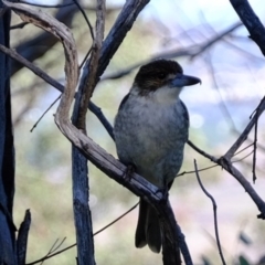 Cracticus torquatus at Molonglo River Reserve - 24 Aug 2020