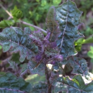 Solanum prinophyllum at Kameruka, NSW - 25 Aug 2020