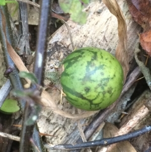 Solanum prinophyllum at Kameruka, NSW - 25 Aug 2020