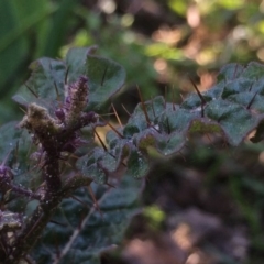 Solanum prinophyllum at Kameruka, NSW - 25 Aug 2020