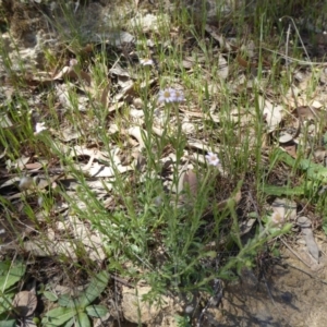 Vittadinia cuneata var. cuneata at Wee Jasper, NSW - 1 Nov 2017