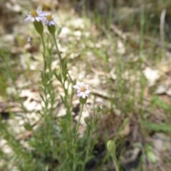 Vittadinia cuneata var. cuneata at Wee Jasper, NSW - 1 Nov 2017 12:59 PM