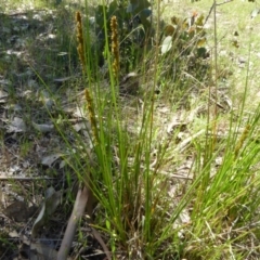 Carex appressa (Tall Sedge) at Narrangullen, NSW - 1 Nov 2017 by AndyRussell