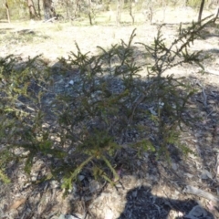 Acacia paradoxa (Kangaroo Thorn) at Narrangullen, NSW - 1 Nov 2017 by AndyRussell